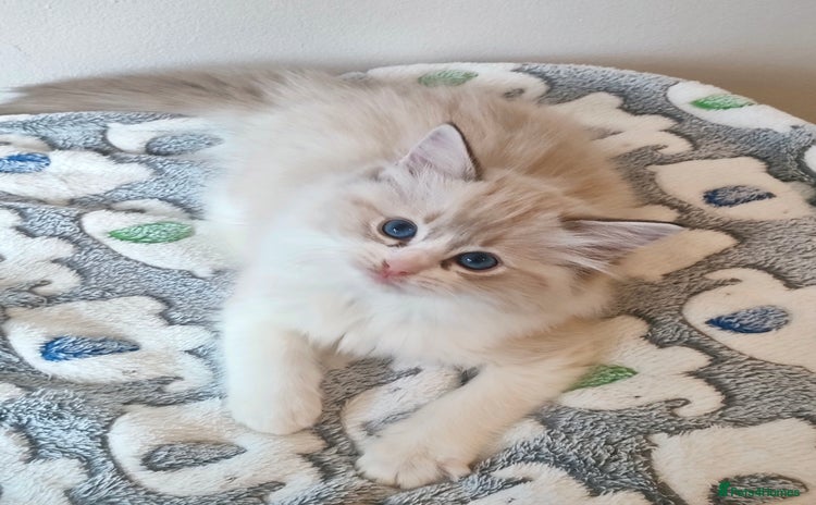 Ragdoll cats - Advert 13