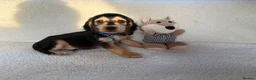 Cocker Spaniel dogs for adoption: showtime cocker spaniel puppies in Ipswich - Advert 7