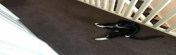 Mixed Breed cats for sale: Apollo - Advert 2