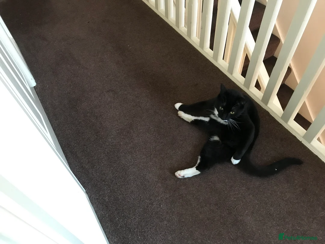 Mixed Breed cats for sale: Apollo - Advert 2