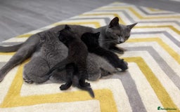 British Shorthair cats for sale: Adorable kittens - Image 9