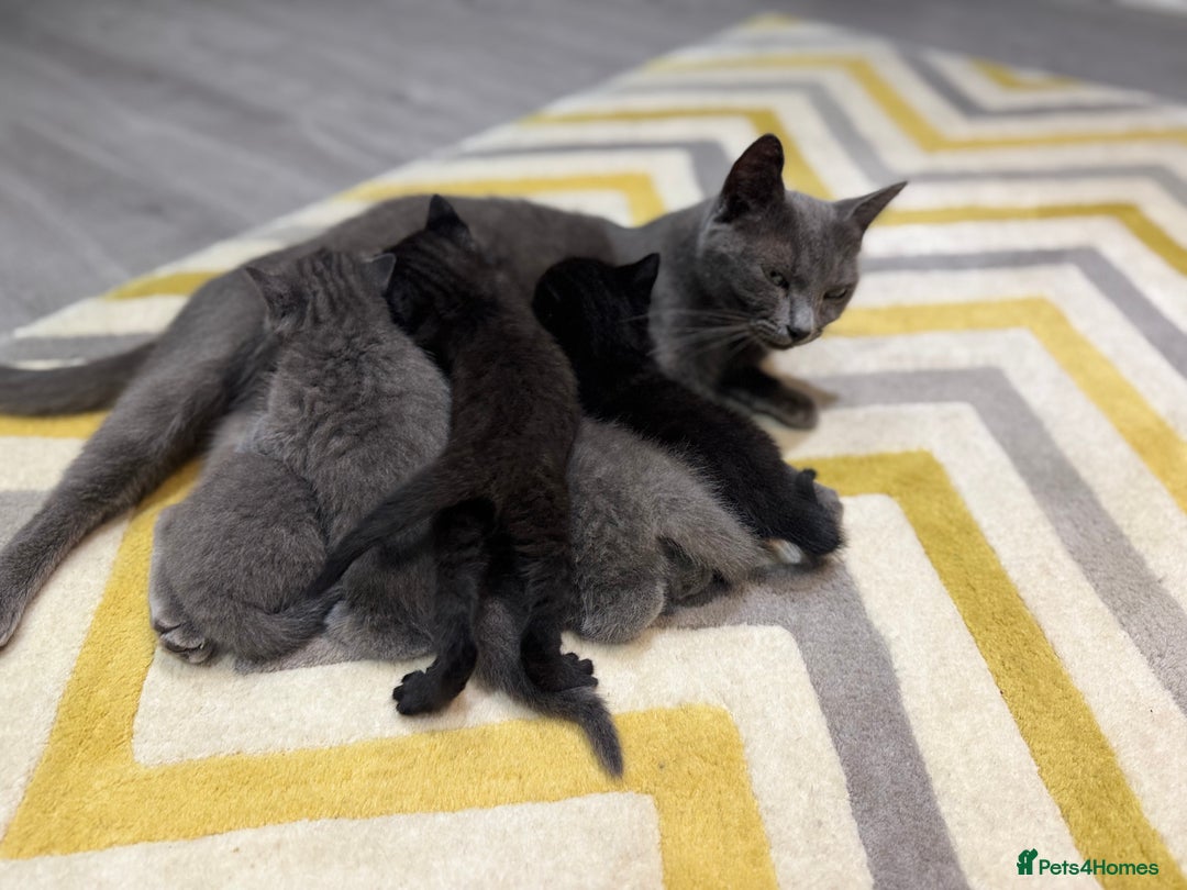 British Shorthair cats for sale: Adorable kittens - Image 9