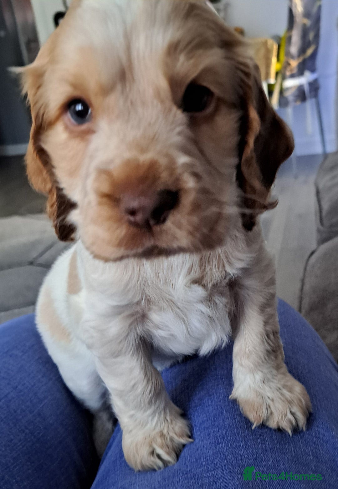 Cocker Spaniel dogs for sale: Cocker spaniel/show - Advert 3