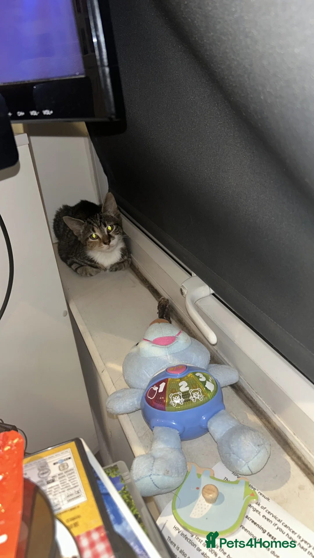 British Shorthair cats for sale: Kittens for sale in Clacton-on-Sea - Advert 8