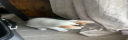 Mixed Breed cats for sale: 2 kittens ready for new homes  - Advert 15