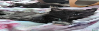 Maine Coon Kitten 5