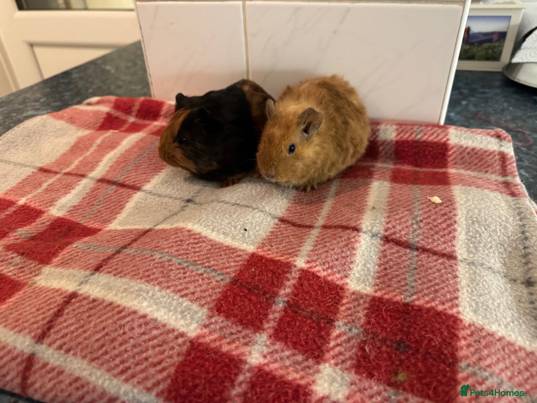 Guinea Pig rodents for sale: Beautiful baby guinea pigs  - Advert 12