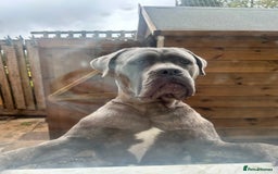 Cane Corso dogs for stud: For stud cane corso   - Image 3