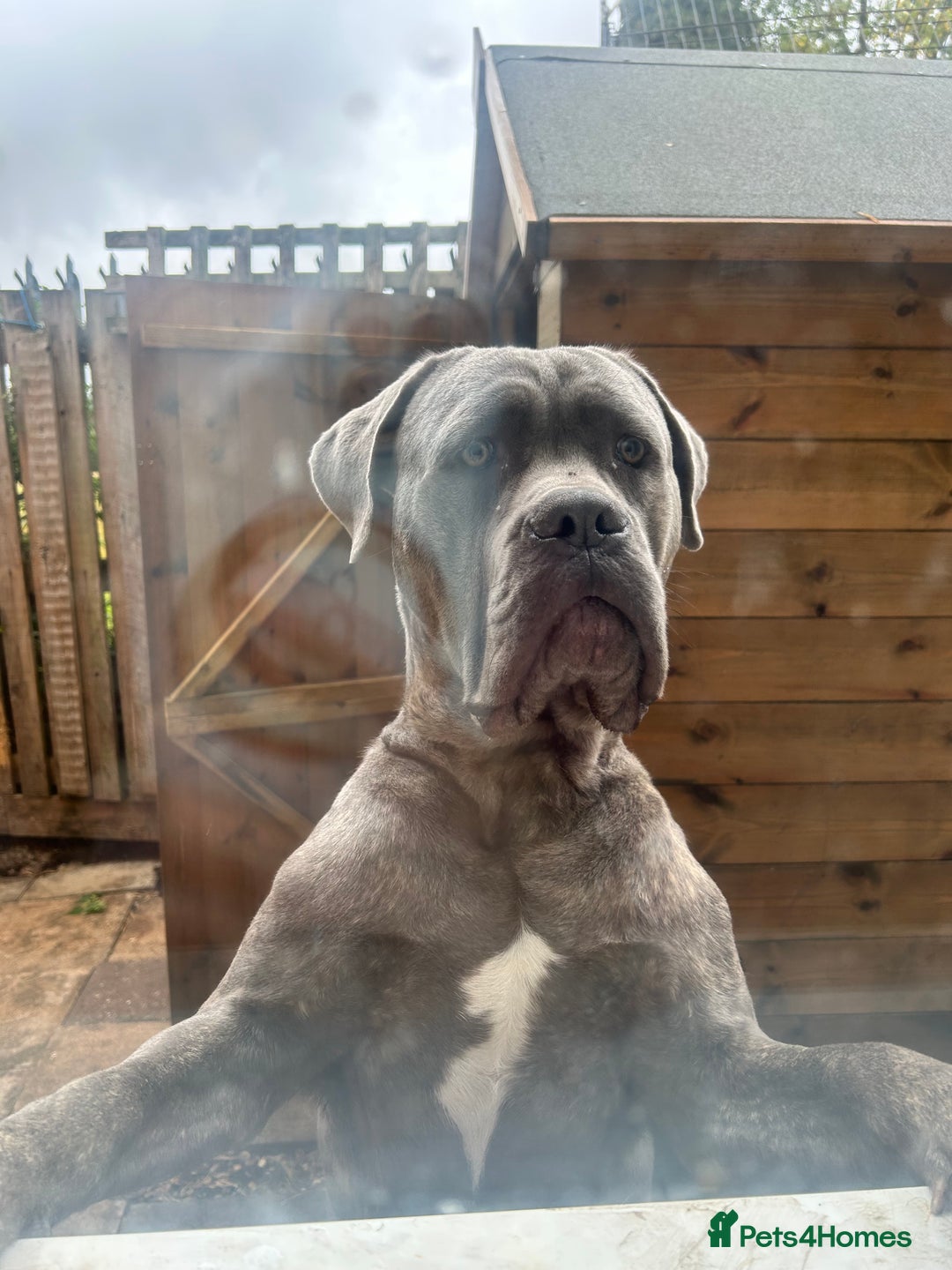 Cane Corso dogs for stud: For stud cane corso   - Image 3