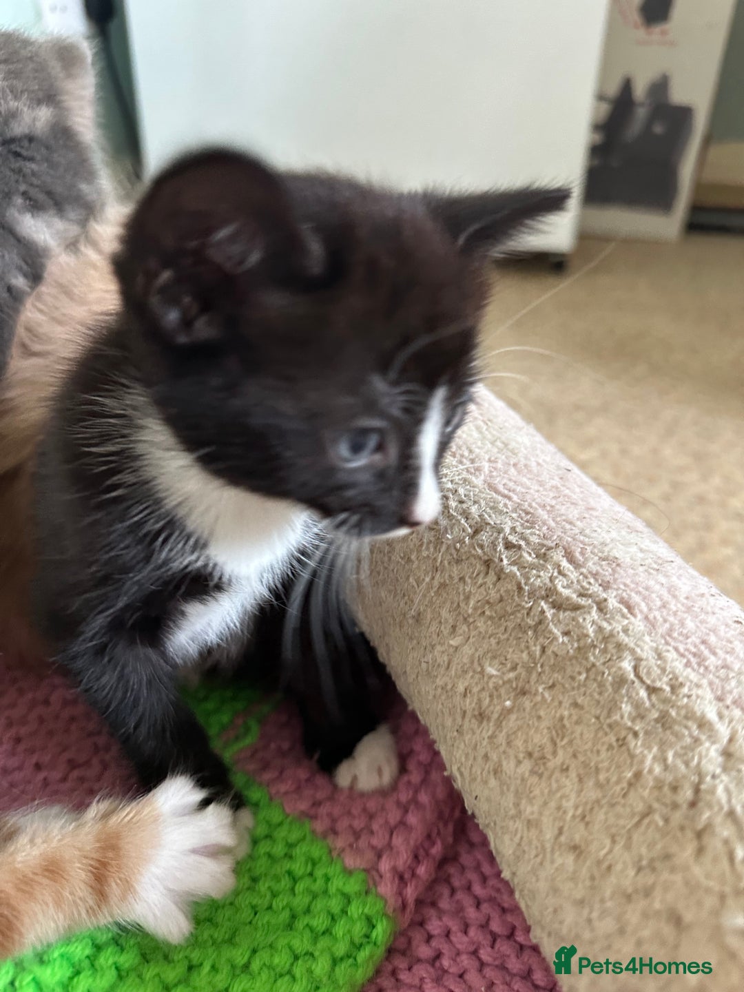 Mixed Breed cats for sale: Beautiful litter off kittens  - Image 6