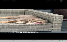 English Bulldog dogs for sale: English bulldog  - Image 4