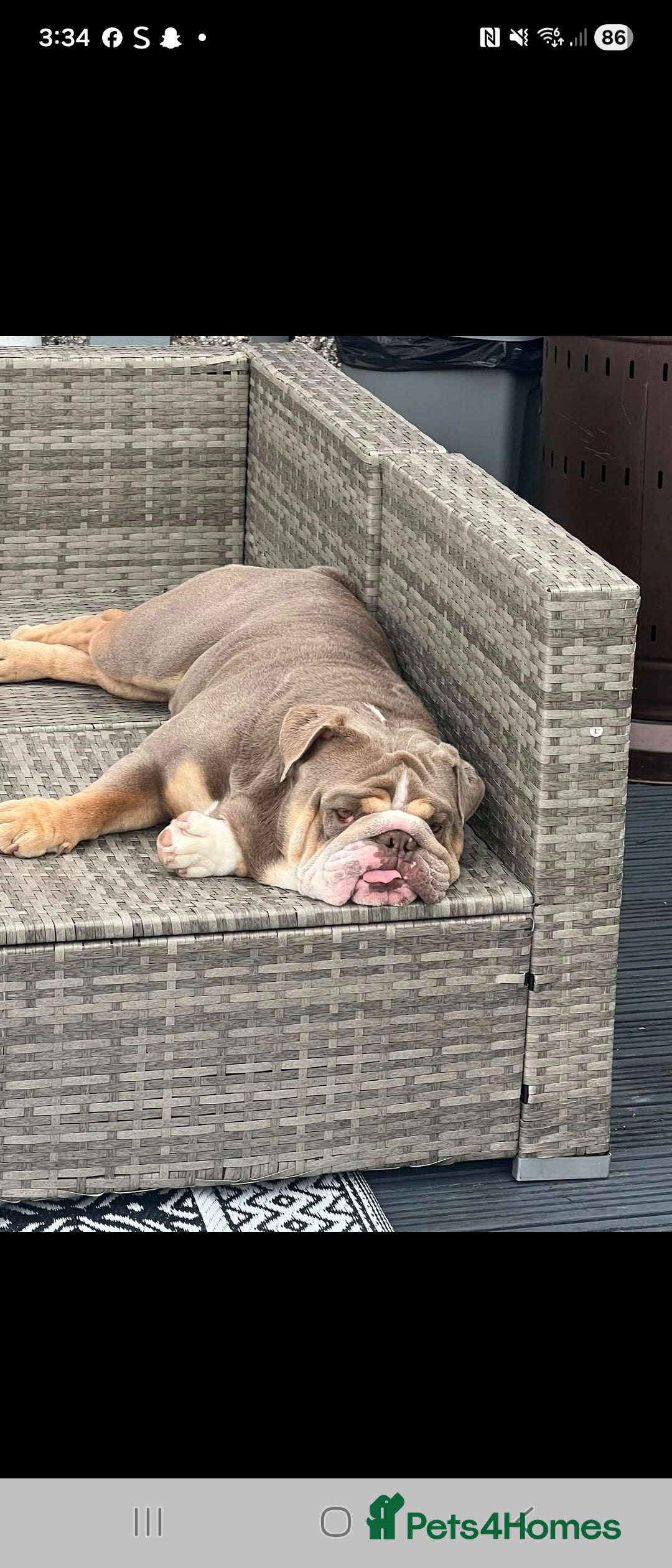 English Bulldog dogs for sale: English bulldog  - Image 4