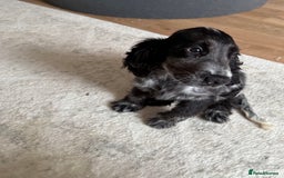 Cocker Spaniel dogs for sale: Blue roan show cocker spaniel  - Image 11