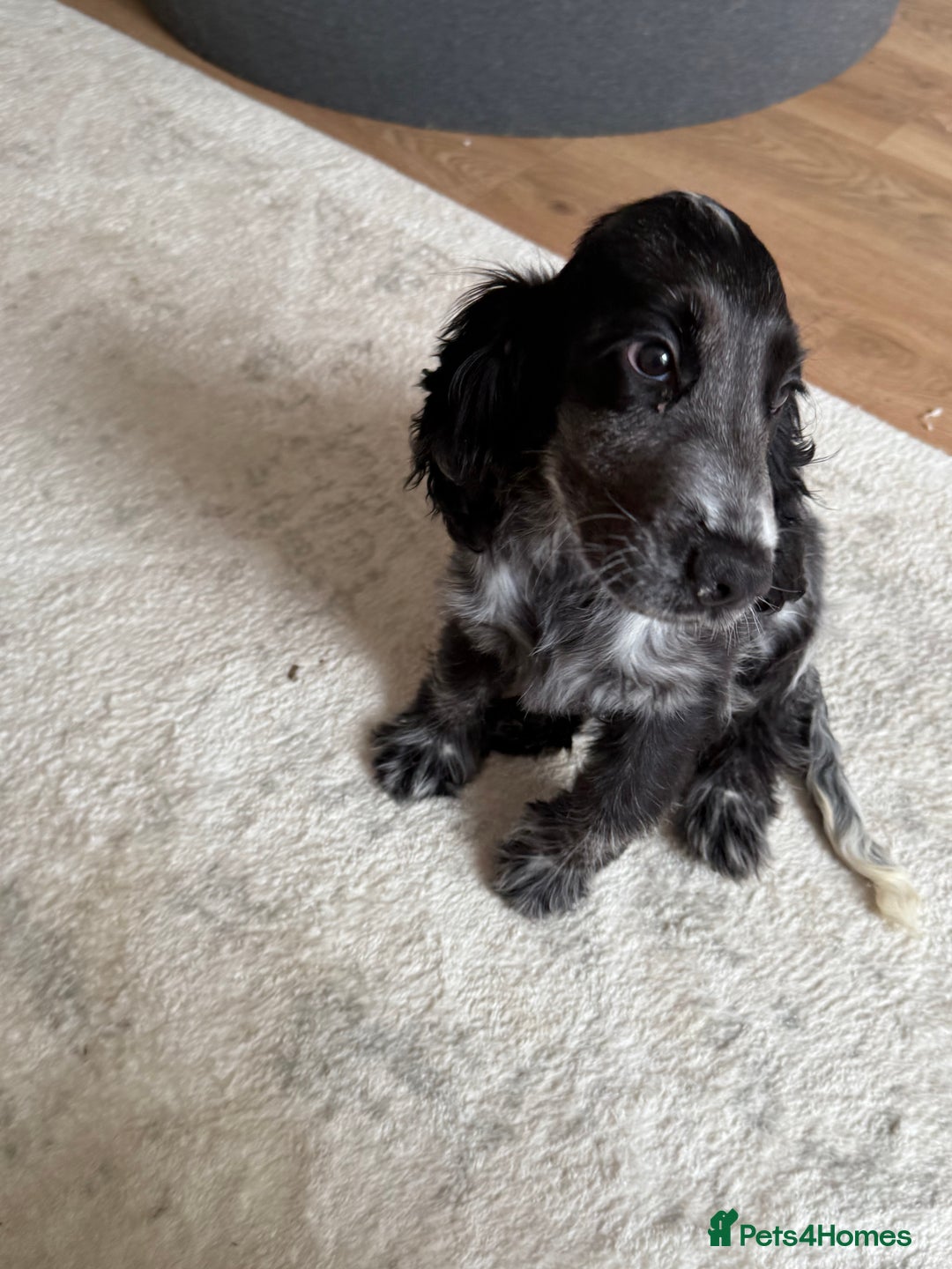Cocker Spaniel dogs for sale: Blue roan show cocker spaniel  - Image 11