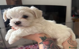 Maltese dogs for sale: Beautiful Maltese cross puppies for sale - Image 5