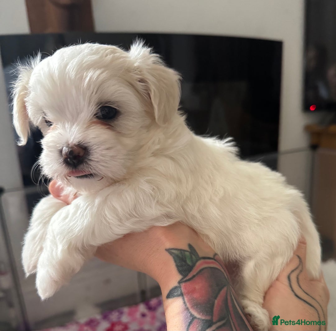 Maltese dogs for sale: Beautiful Maltese cross puppies for sale - Image 5
