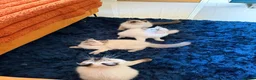 Ragdoll cats for sale: Stunning Ragdoll kittens  - Advert 27
