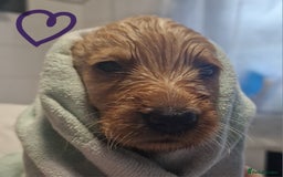 Labradoodle dogs for sale: Gorgeous miniature labradoodle puppies. - Image 7