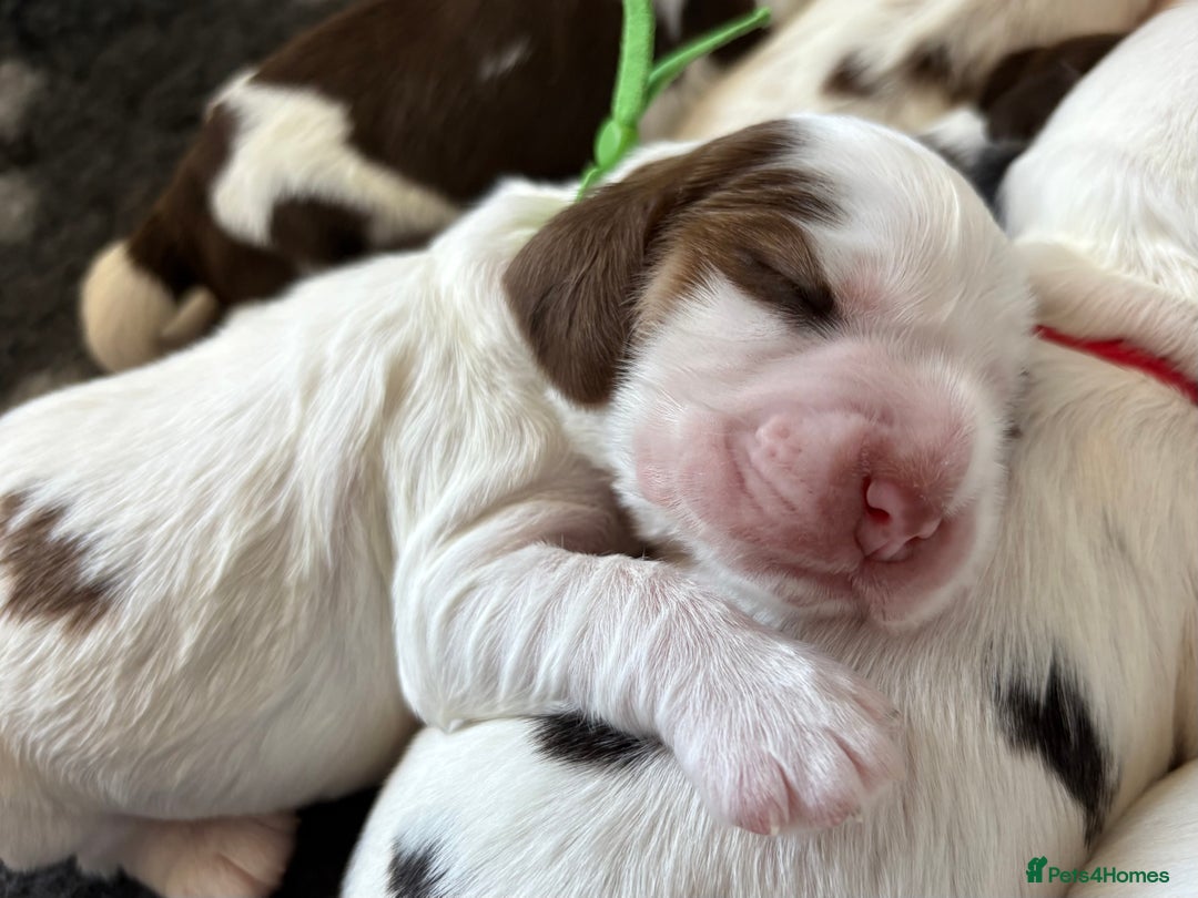 Cocker Spaniel dogs for sale: KC Reg; Home Raised; Low COI; DNA CLEAR; Show Type - Image 16