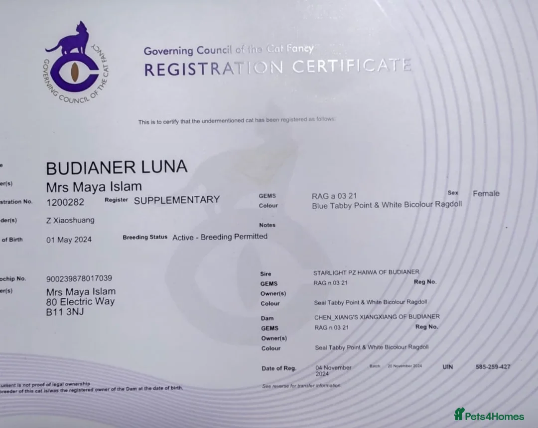 Ragdoll cats for sale: GCCF registered active queen ragdoll - Advert 2