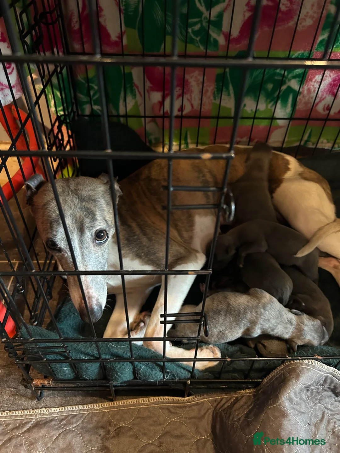 Whippet dogs for sale: Beautiful blue and blue brindle Whippet puppies - Advert 12