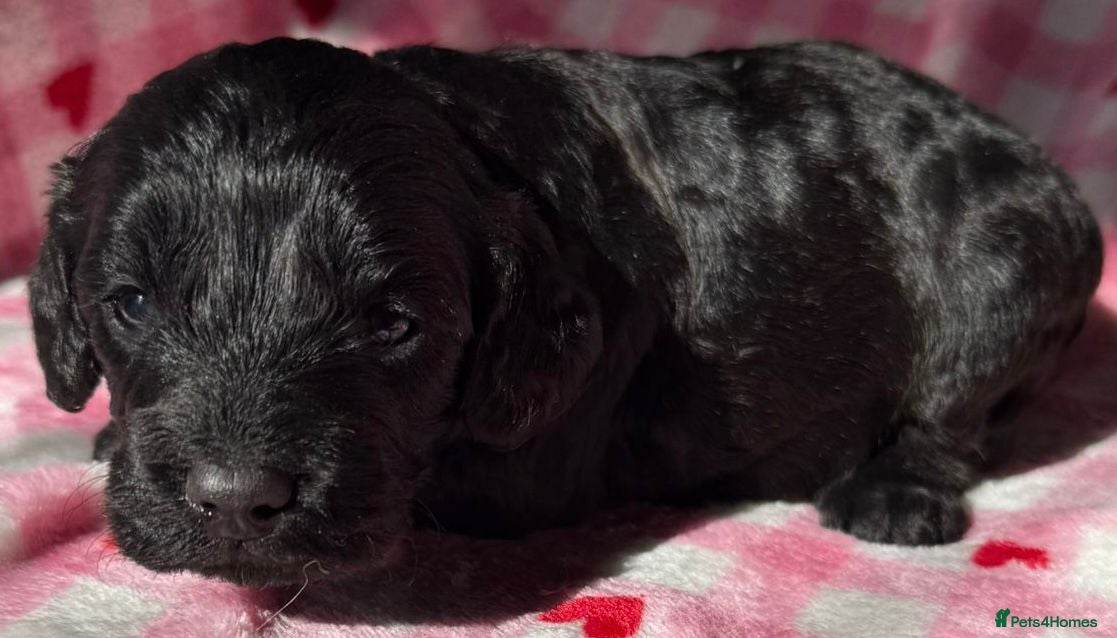 Cockapoo dogs F1 various mini cockapoos 30 dna health tested clr - Advert 1