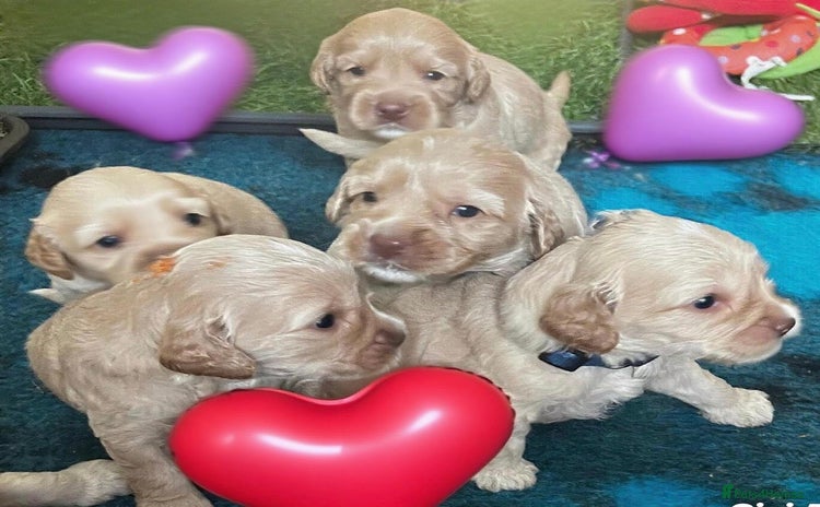 Australian Labradoodle dogs - Advert 2