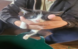 Mixed Breed cats for sale: 3kitten - Image 1