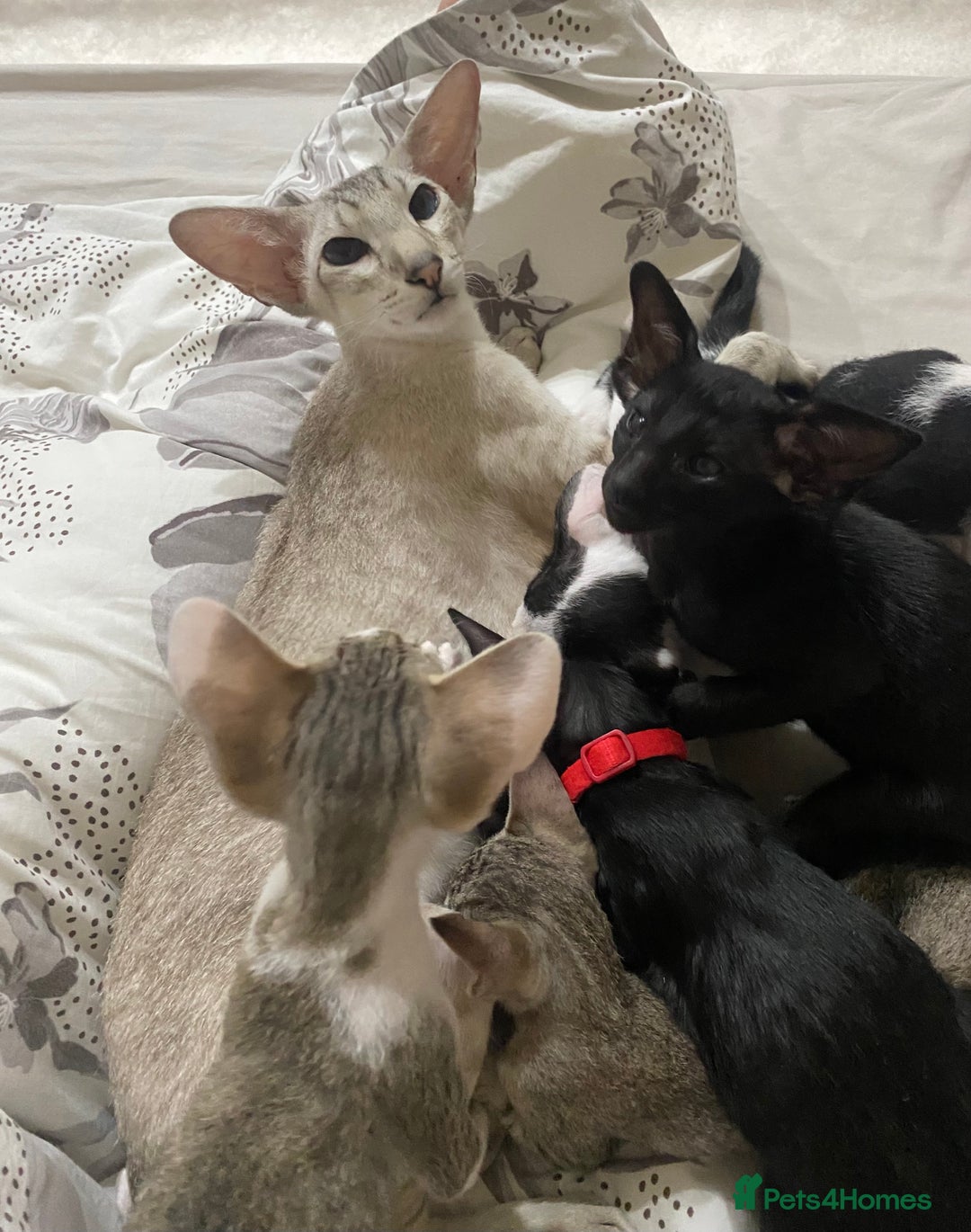 Oriental cats for sale: Beautiful Oriental Kittens for Sale - Advert 13