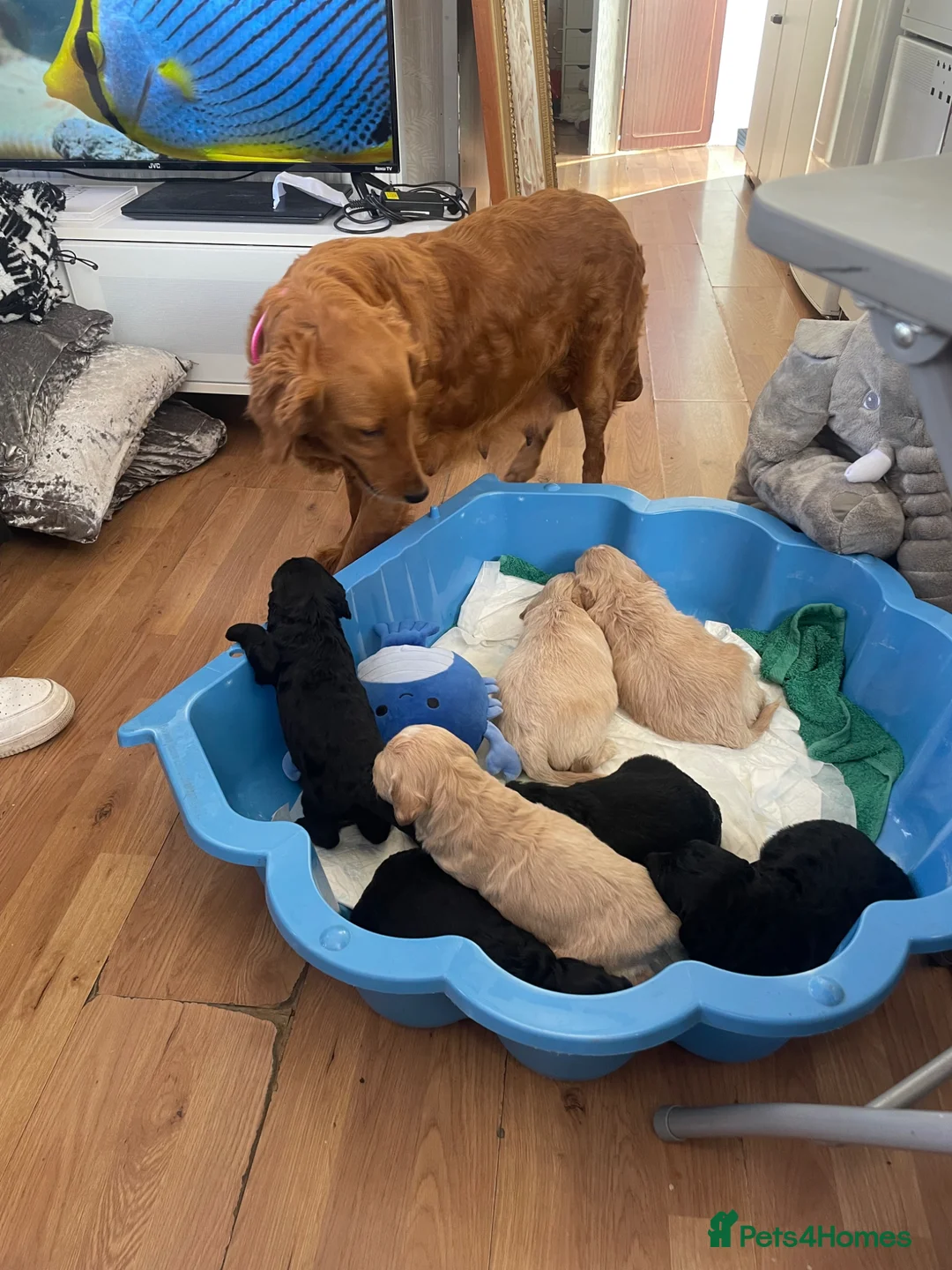 Mini Goldendoodle dogs for sale: Therapy lines 1 beautiful golden boy available  - Advert 4
