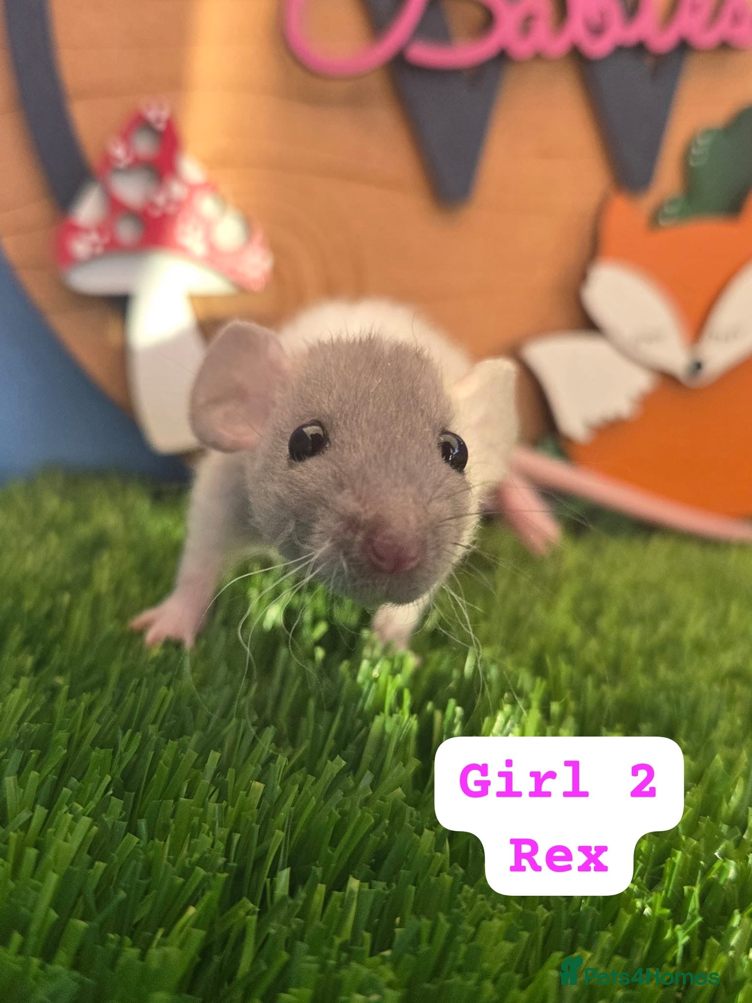 Rat rodents Baby Dwarf Rats Males Females  - Advert 5