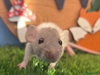 Rat rodents Baby Dwarf Rats Males Females - Advert 5