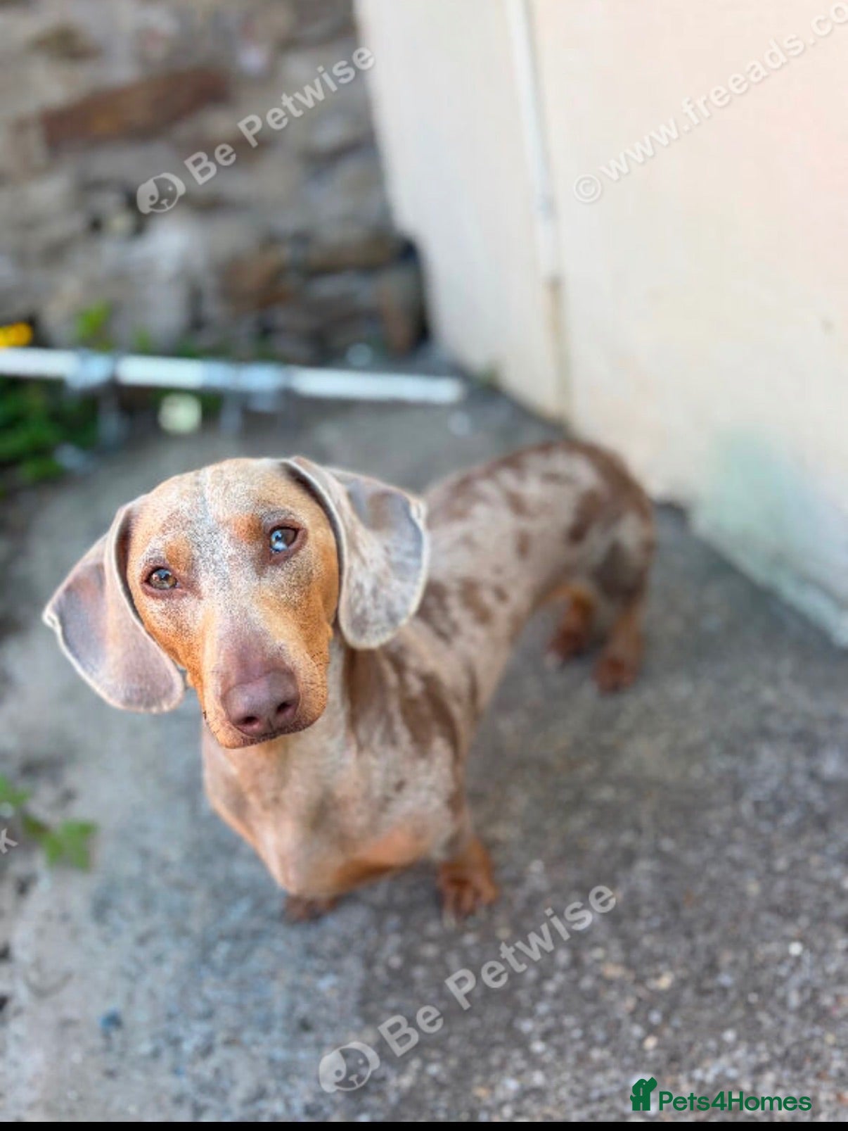 Dachshund dogs Isabella dapple dog 2.5 years old male - Advert 1