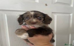 Cocker Spaniel dogs for sale: Merl cocker spaniel puppies  - Image 3