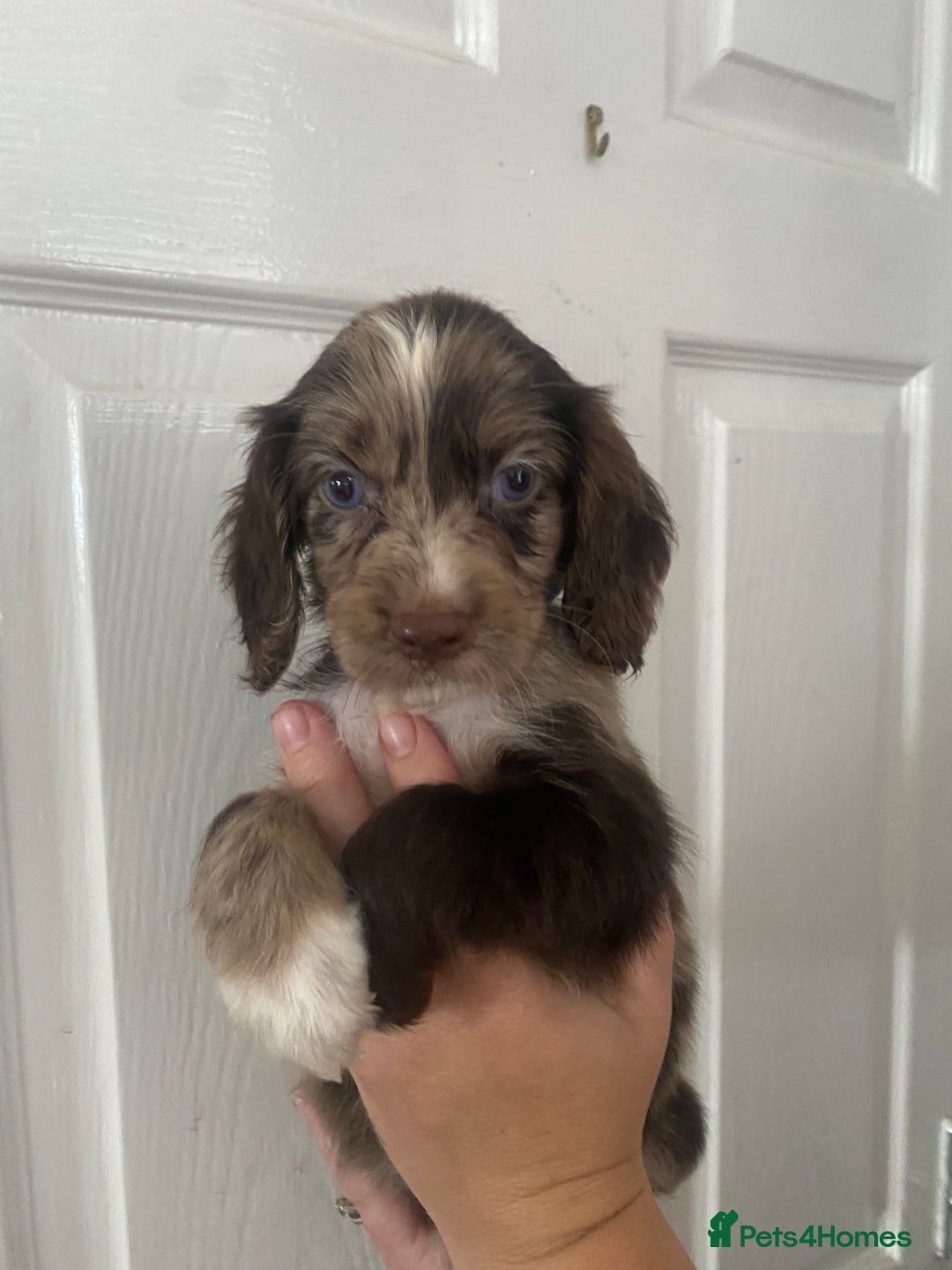Cocker Spaniel dogs for sale: Merl cocker spaniel puppies  - Image 3