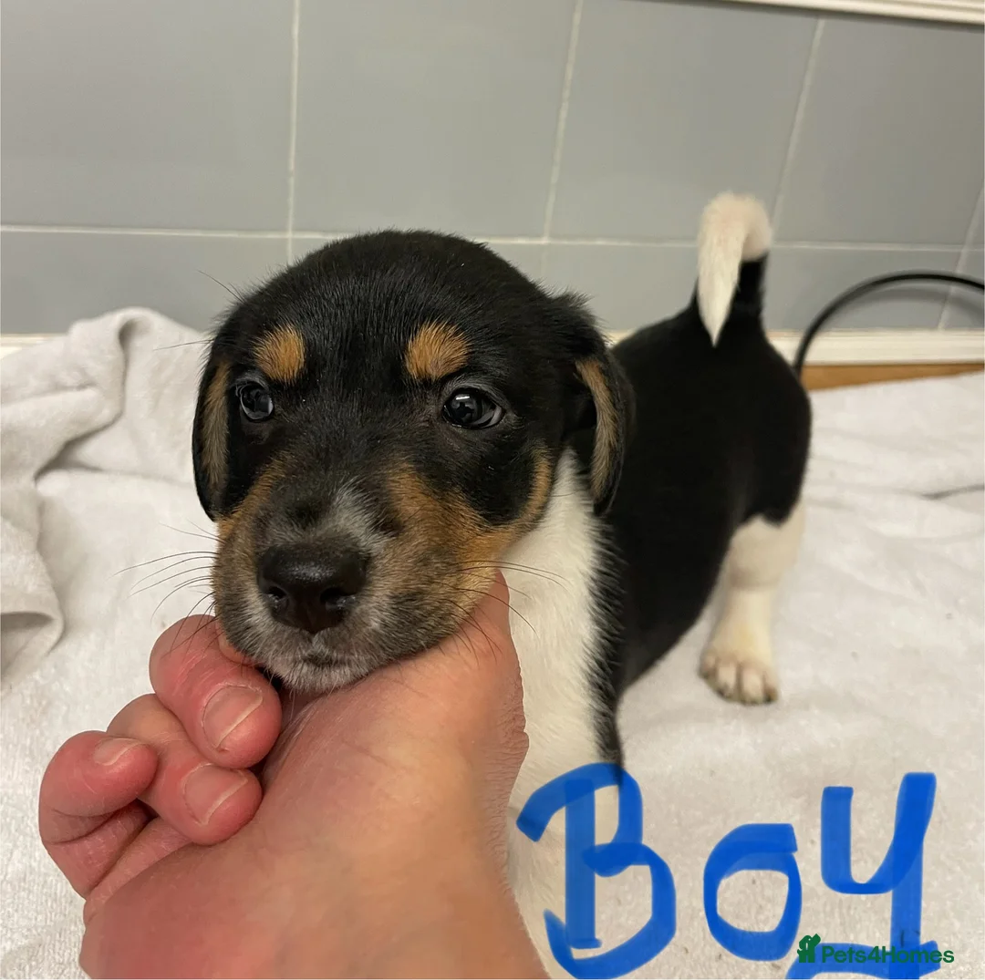 Jack Russell dogs for sale: Beautiful Jack Russell puppies  - Advert 3