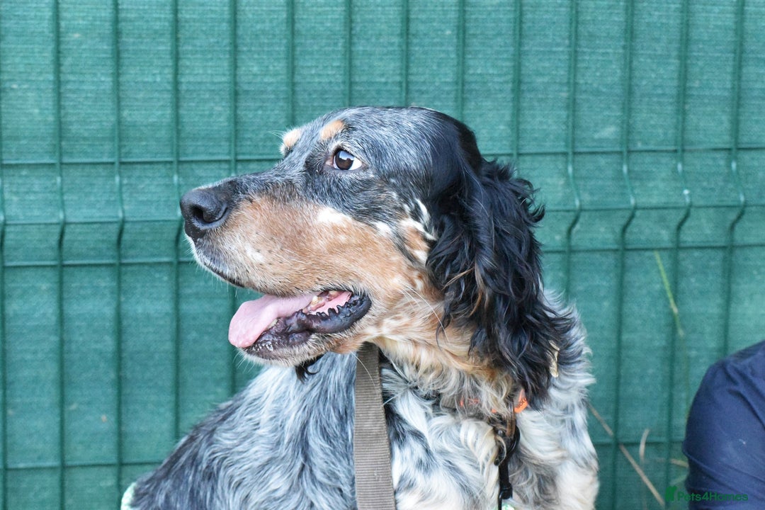 English Setter dogs for adoption: Hasgar - Image 9