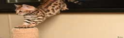 Bengal cats for sale: Registered pedigree bengal kittens - Advert 28