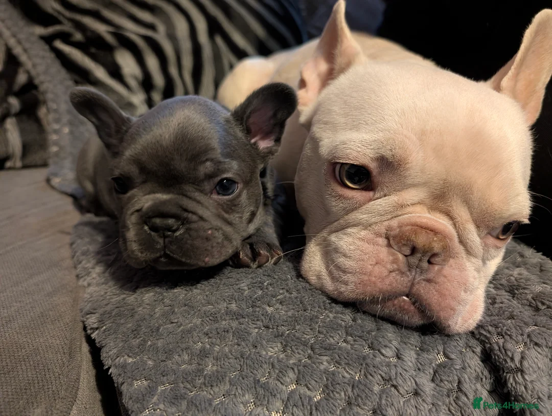 French Bulldog dogs for sale: Ready to leave!! french bulldog pups accept offers - Advert 21