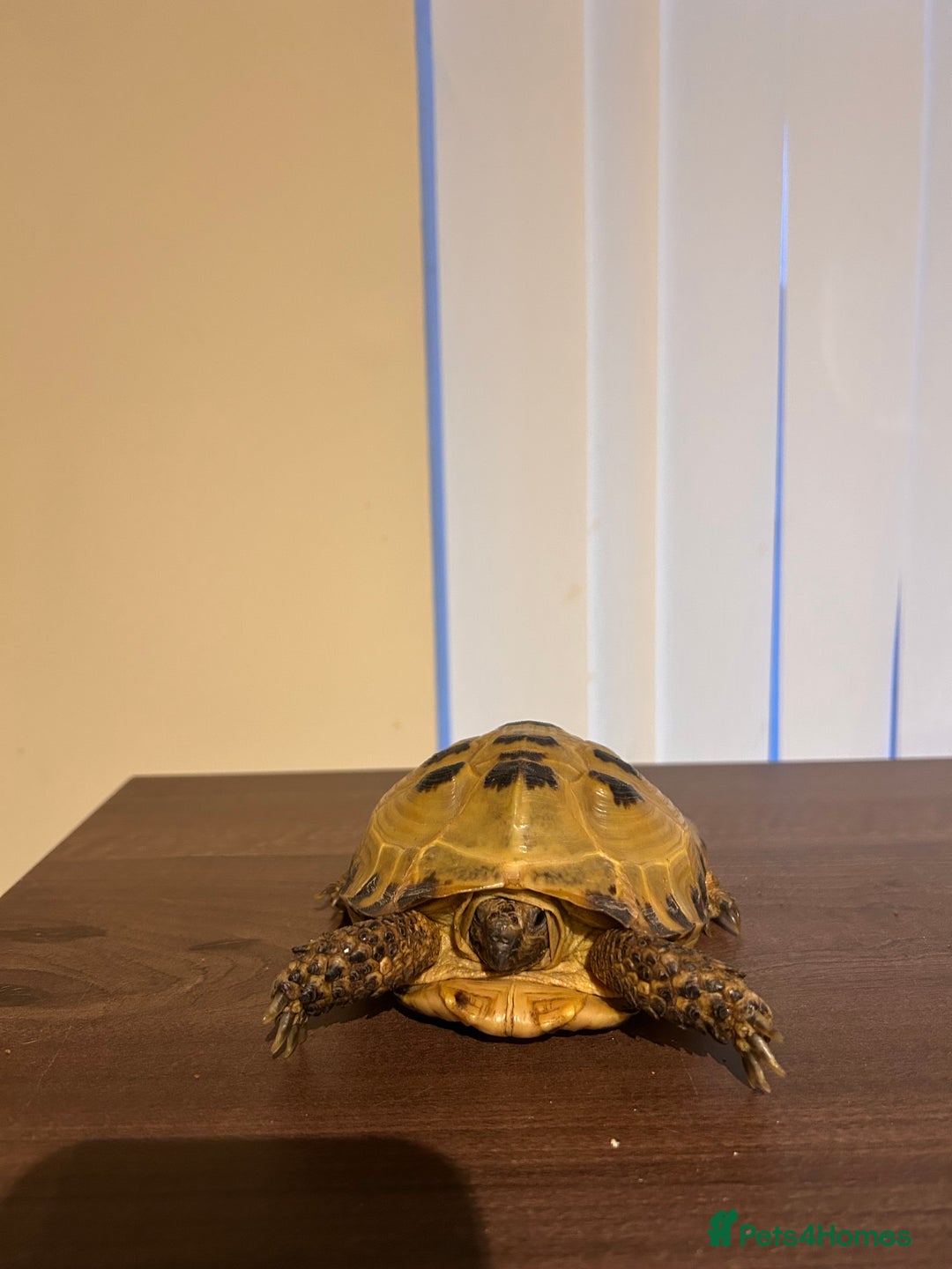 Tortoise reptiles for sale: Horsfield Tortoise - Image 1