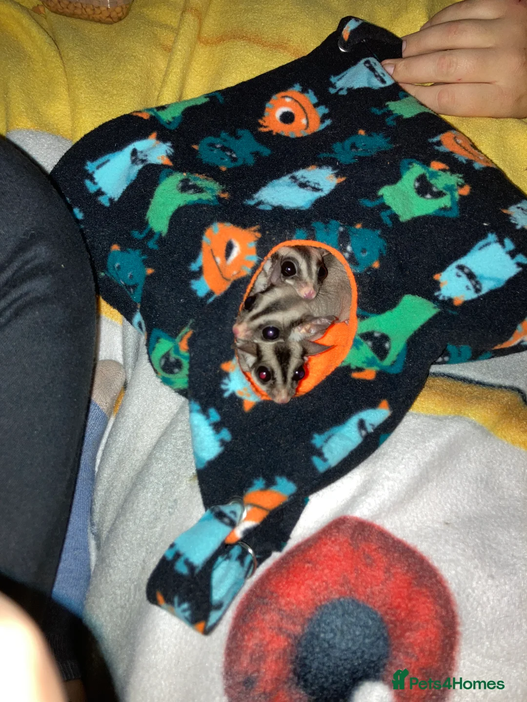 Sugar Glider rodents for sale: 3 female sugar gliders and set up - Advert 11