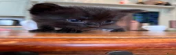 Mixed Breed cats for sale: 3 kittens looking for a new loving home  - Advert 3