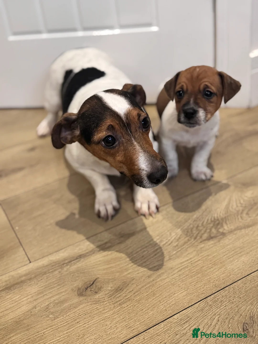 Jack Russell dogs for sale: Smooth coated tan and white jack Russel  - Advert 7