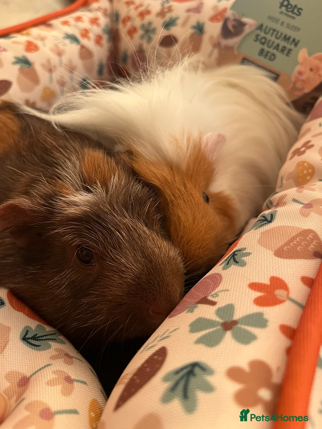 Guinea Pig rodents for sale: 2 Lovely guinea pigs  - Advert 2