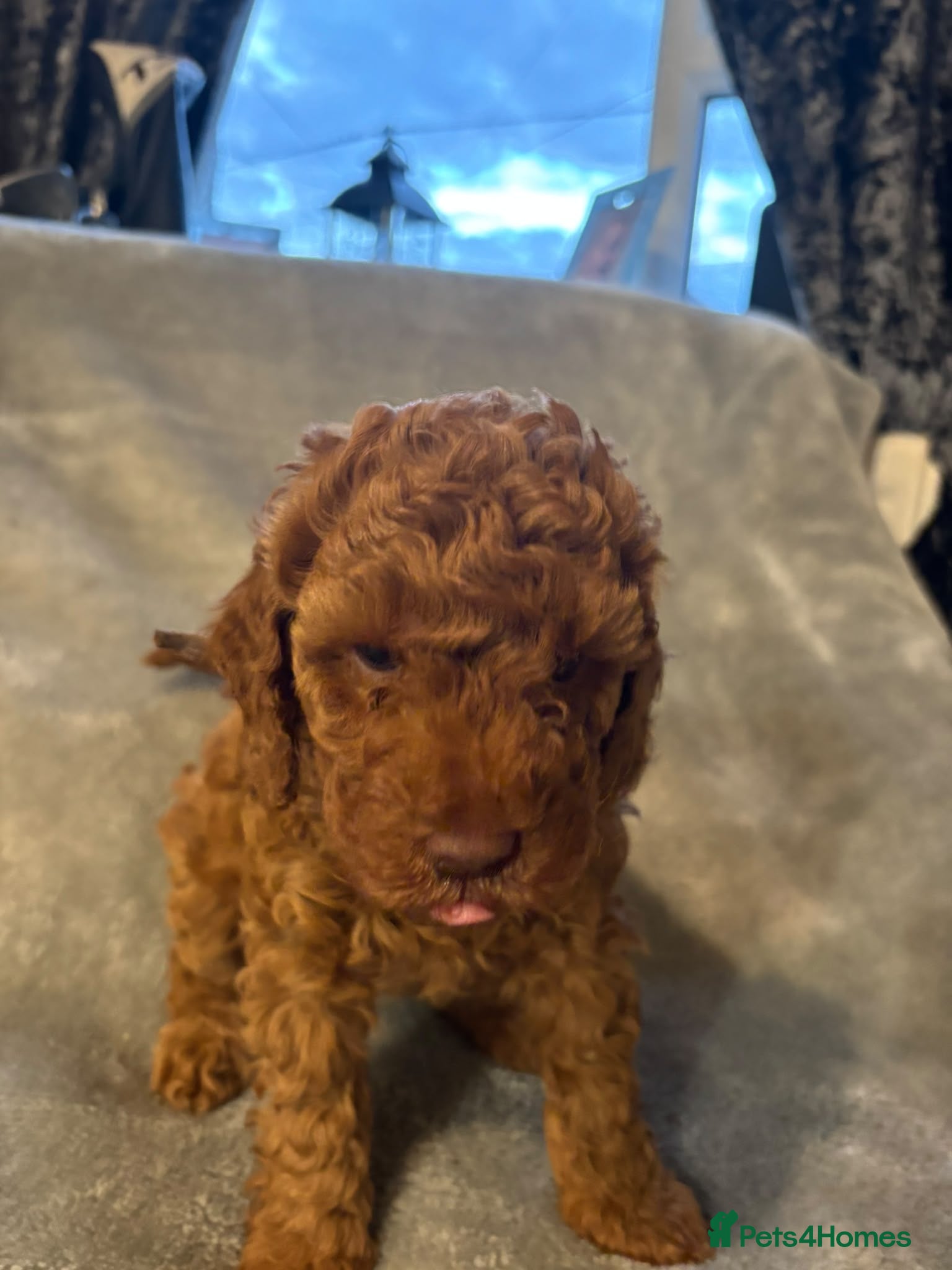 Cavapoo dogs 1 girl 2 boys cavapoos puppies - Advert 19