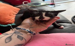 Mixed Breed cats for sale: meet winston  - Image 3