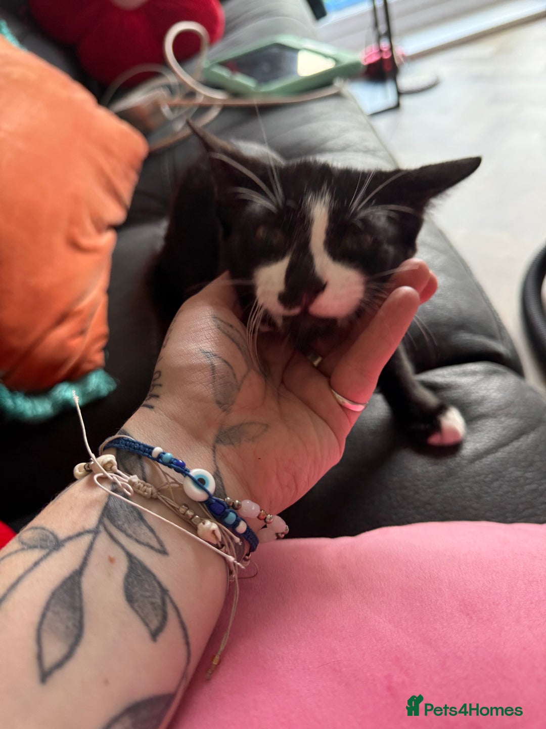 Mixed Breed cats for sale: meet winston  - Image 3