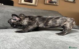 French Bulldog dogs for sale: KC wonderful French Bulldog puppies🐾 - Image 27