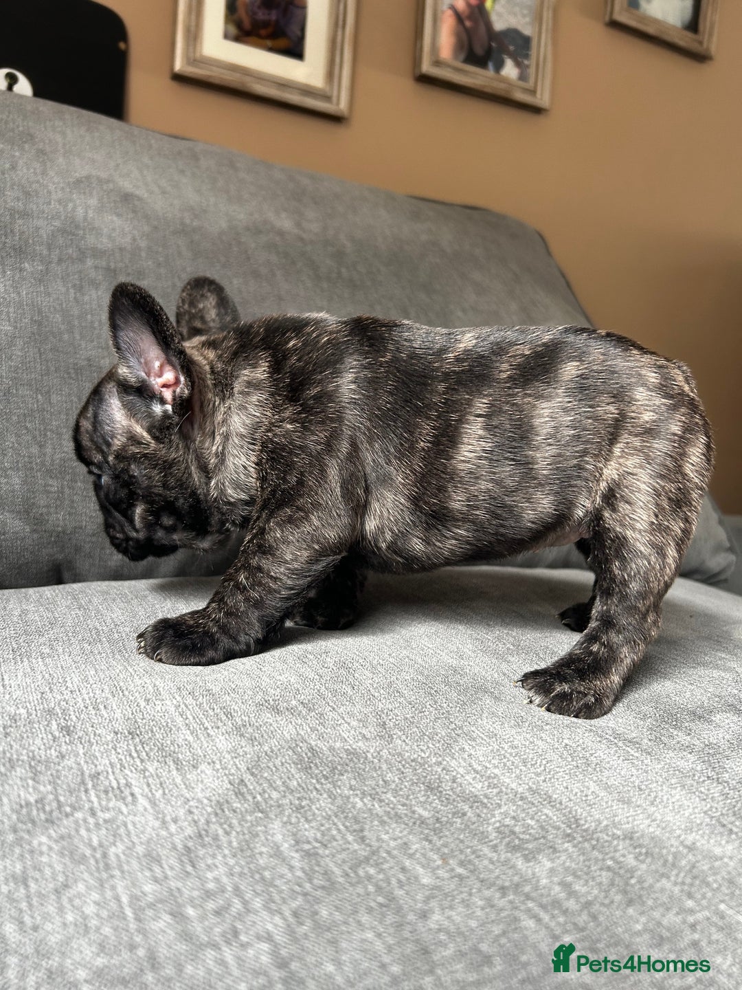 French Bulldog dogs for sale: KC wonderful French Bulldog puppies🐾 - Image 27