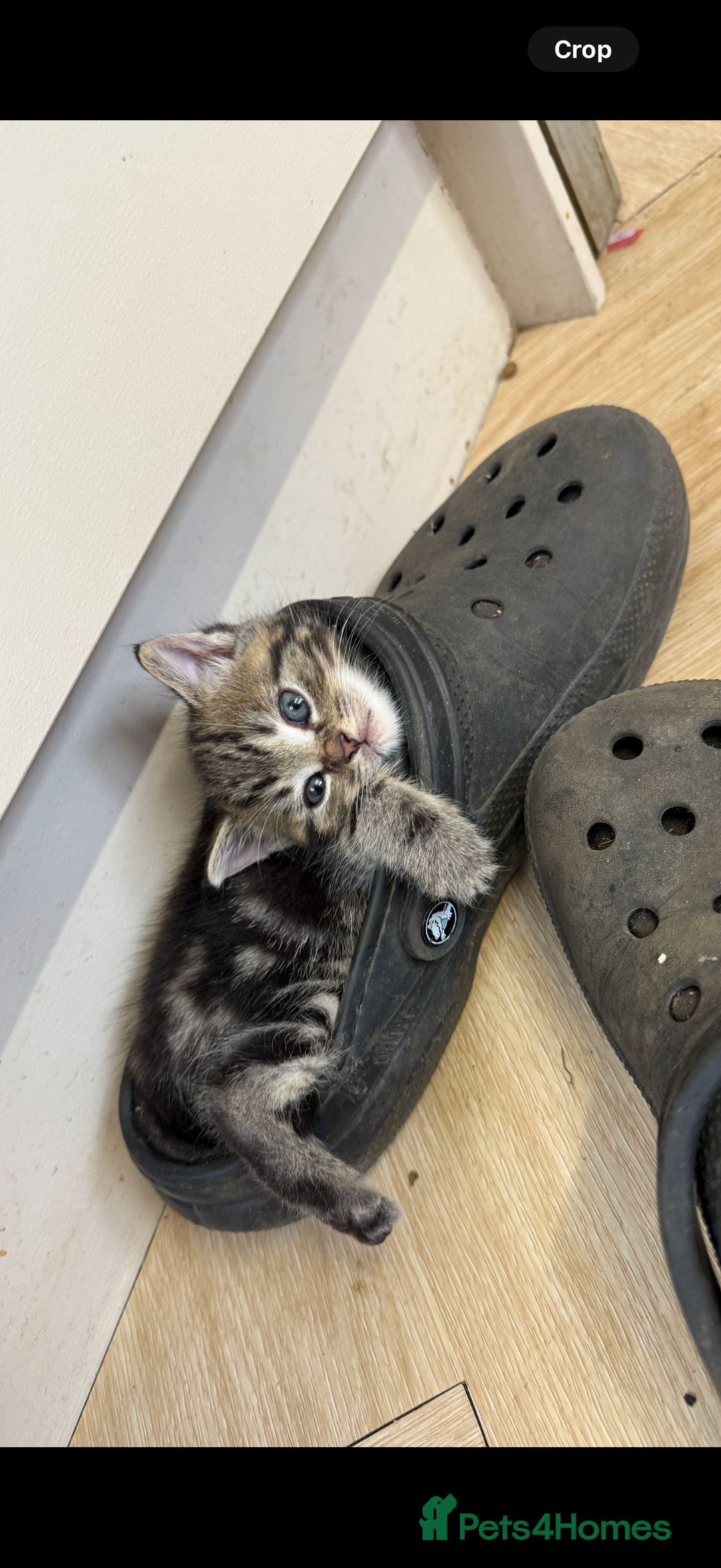 British Shorthair cats for sale: 5 gorgeous tabby kittens  - Image 7